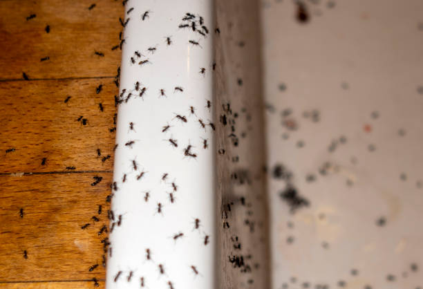 Best Local Pest Control Services  in Valley View, PA