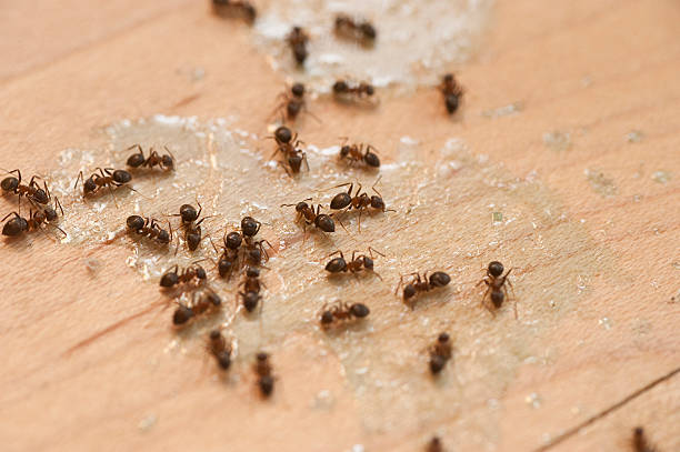 Best Cockroach Control Services  in Valley View, PA