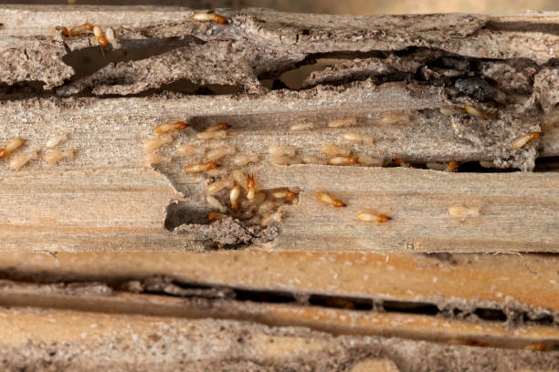 Best Wildlife Control Services  in Valley View, PA