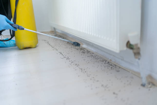 Best Insect Control  in Valley View, PA