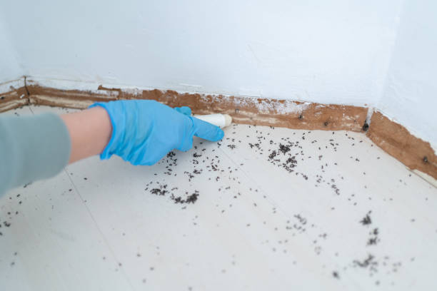 Best Pest Prevention Services  in Valley View, PA